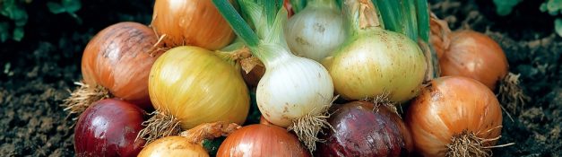 Så väljer du rätt vårlökar för trädgård och kruka utifrån blomning och höjd